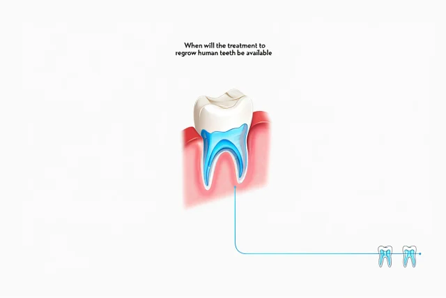 regrow human teeth