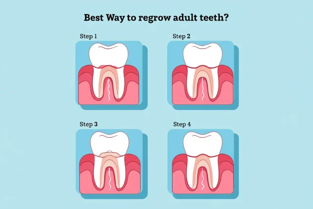 regrow adult teeth